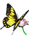fb153e770801.gif
