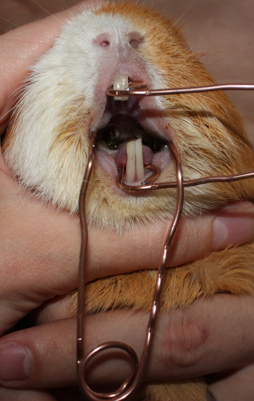 Отросшие зубы у морской свинки, проблемы с пищеварительной системой
